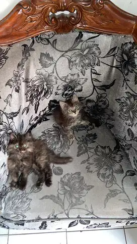 Kitten Persia sepasang