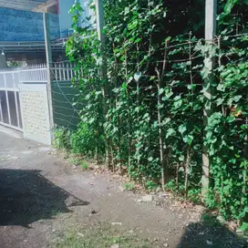 Tanah GLOBAL 2 are di Kebo Iwa Selatan Dps