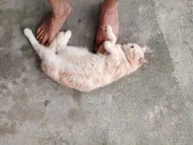 Kucing kesayangan American short hair