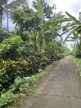Jual tanah penebel tabanan 2are