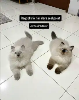 Ragdoll mix himalaya seal point 2,5Bulan