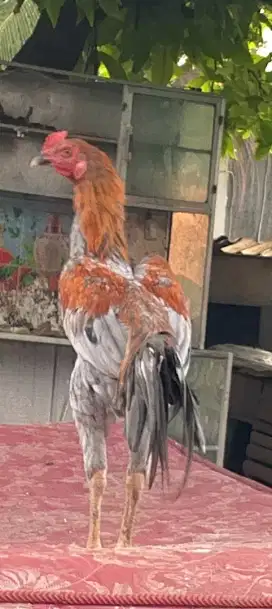 Jual ayam jaguaran umur 6 bulan minus di kaki mhar 150