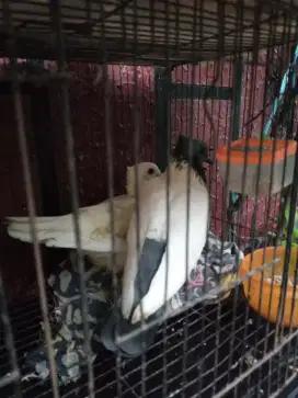 Jual burung dara hias