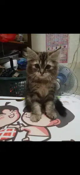 Kucing persia kitten 5bln betina