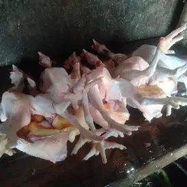 Ayam merah (petelur)