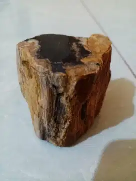Batu fosil kayu galih kelor