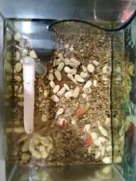 Di jual aquarium beserta lampu,ikan dan filter