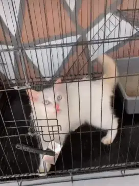Kucing Ragdoll Betina Cantik