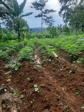 Tanah Sertifikat Hak Milik Lokasi Strategis