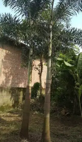 Pohon palem ekor tuai