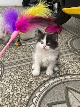 Persia mix ragdoll
