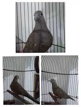 Perkutut hitam / cemani