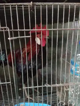 Ayam hutan merah sumatra