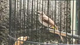 Burung Trucukan rawatan ropel semaunya