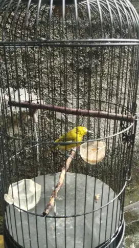 Burung Cipo cipoh cipow sirtu voer total