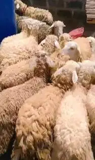 paketan 50 ekor domba betina dara cross texel 10-12 bulan siap ternak