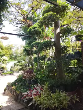 kios tanaman hias sakura