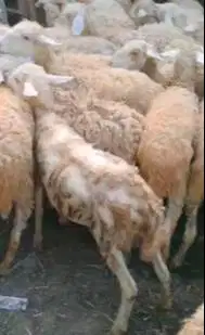 50 ekor domba betina dara 10-12 bulan cross texel siap ternak piara ok