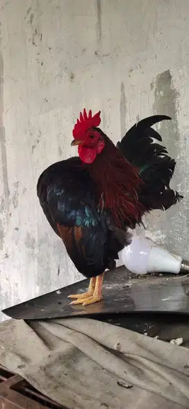 ayam serama jantan dewasa siap breding