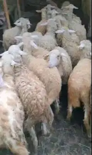borongan 50 ekor domba betina dara 10-12 bulan siap ternak cross texel