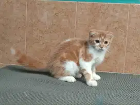 Scottish fold jantan