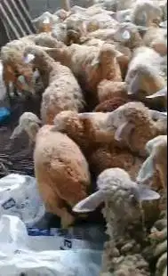 50 ekor domba betina dara 10-12 bulan cross texel siap ternak rawatan