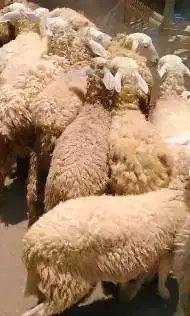 50 ekor domba betina dara 10-12 bulanan siap ternak cross texel manteb
