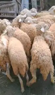 50 ekor domba dara betinaan 10-12 bln cross texel siap ternak rawatan