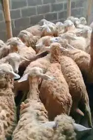50 ekor domba dara betinaan 10-12 bln cross texel siap ternak rawatan
