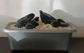 batu aquascape hakai