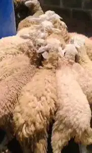 50 ekor domba betina dara 10-12 bln cross texel siap ternak jamin puas