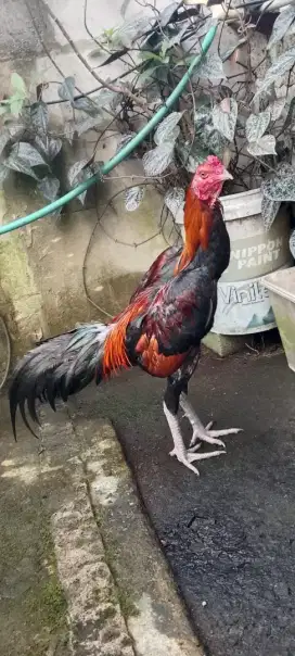 Ayam Bangkok  pacekan nyali full