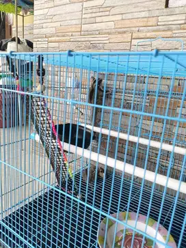 Sugar glider sepasang full set