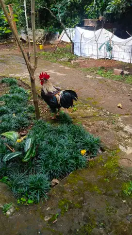 ayam ketawa 6 bulan