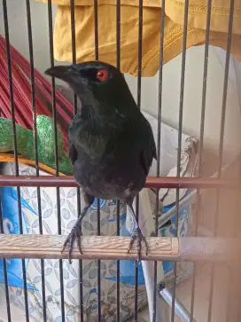 Burung jinak berikut kandang ebod no 3