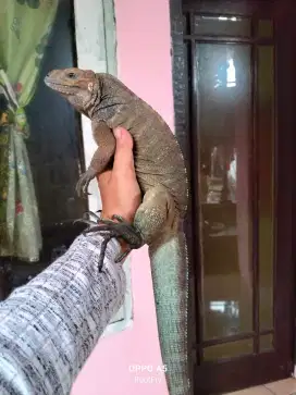 Rhino iguana Juve