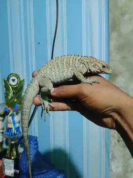Rhino iguana baby up