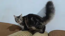 Mix Mainecoon F3