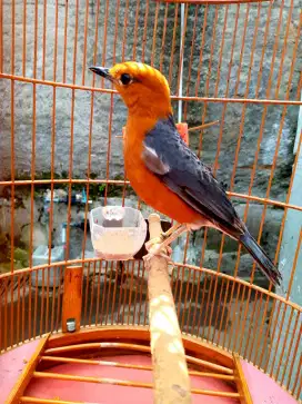 manga n bade mirit tlrna rilng bali nj doryap