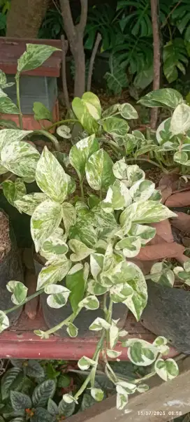 Pohon sirih gading varigata