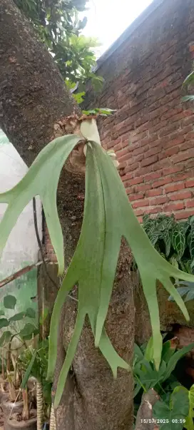 Pohon tanduk rusa