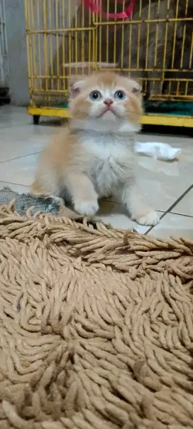 Kucing scottish fold jntan, persia, peaknos, bsh/brithis sothair