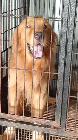 Anjing golden retriever betina