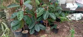 Pohon hias karet kebo