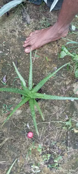 Pohon lidah buaya bibit