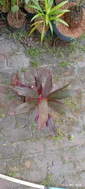 Pohon andong merah