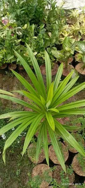 Pohon pandan wangi