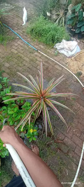 Pohon nanas merah
