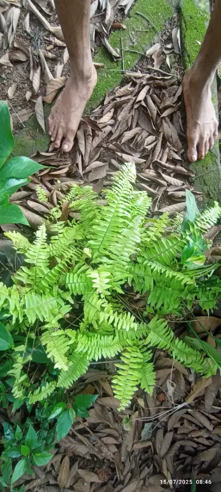 Pohon pakis kuning