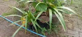 Pohon pandan bali